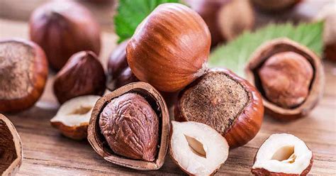  “The Hazel Nut Shell”：A Tiny Tale with Vast Implications!